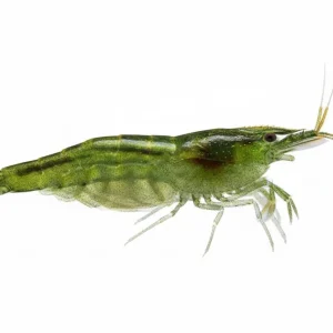 Grüne Garnele (Caridina babaulti) Knallerangebot